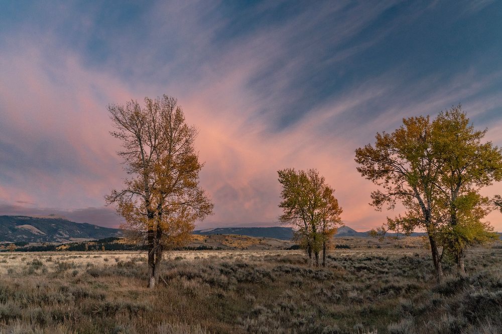 USA-Wyoming. Sunset clouds and cottonwoods-near Antelope Flats and Mormon Row-Grand Teton NP art print by Judith Zimmerman for $57.95 CAD