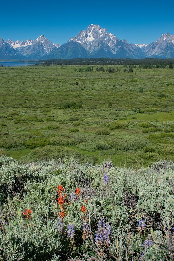 Wildflowers and Grand Tetons-Lunch Tree Hill-Grand Teton National Park-Wyoming-Usa. art print by Roddy Scheer for $57.95 CAD