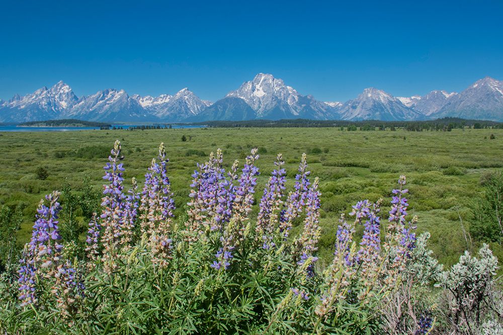 Silky lupine-Lunch Tree Hill-Grand Teton National Park-Wyoming-Usa. art print by Roddy Scheer for $57.95 CAD
