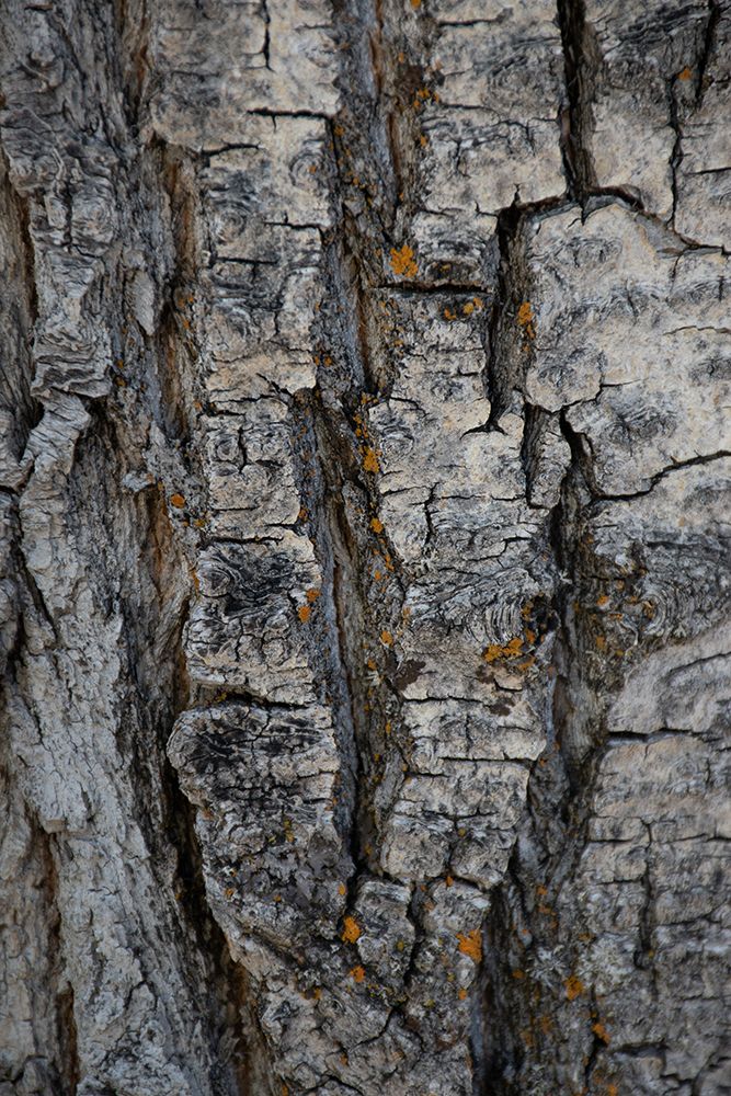 Bark of balsam poplar tree-Lunch Tree Hill-Grand Teton National Park-Wyoming-Usa. art print by Roddy Scheer for $57.95 CAD