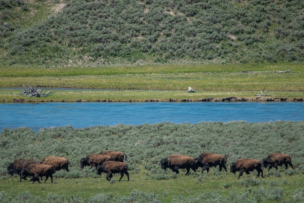 American bison at Lamar River-Lamar Valley-Yellowstone National Park-Wyoming-USA art print by Roddy Scheer for $57.95 CAD