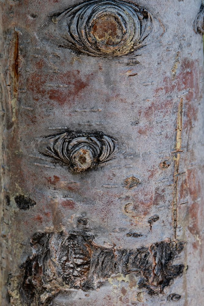 Bark detail-Yellowstone National Park-Wyoming-USA art print by Roddy Scheer for $57.95 CAD
