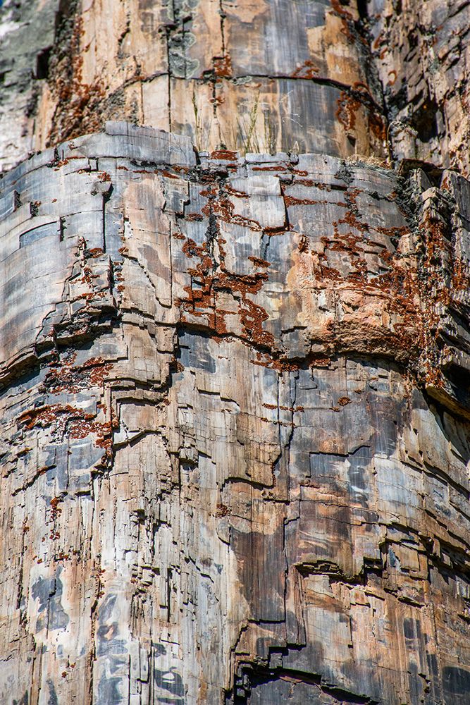 Petrified tree-Yellowstone National Park-Wyoming-USA art print by Roddy Scheer for $57.95 CAD