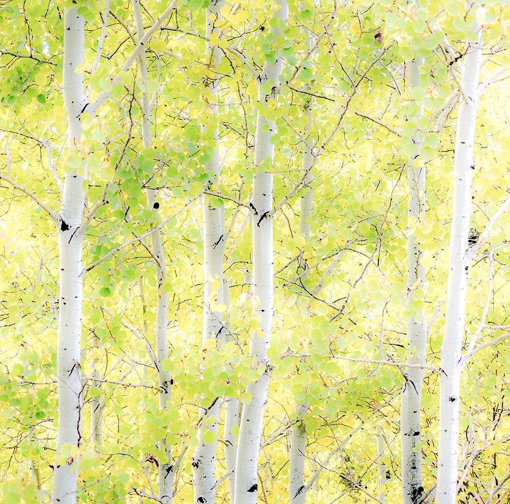 Wyoming-Jackson-Grand Teton National Park and fall colors on Aspen Trees art print by Sylvia Gulin for $57.95 CAD