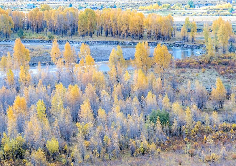 Wyoming-Buffalo Fork River and Cottonwoods in fall color art print by Sylvia Gulin for $57.95 CAD