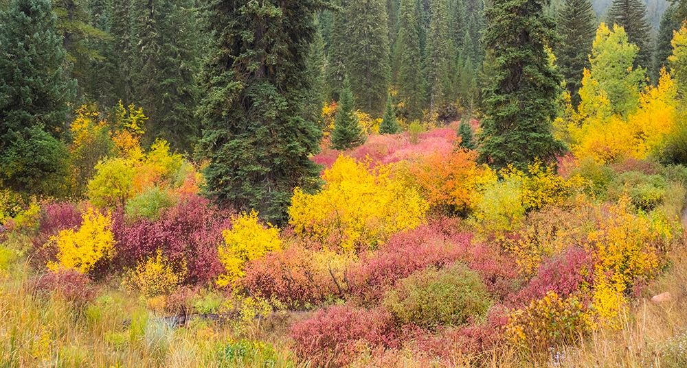 Wyoming-Hoback fall colors along Highway 89 with Dogwood-Willow-Evergreens-Aspens art print by Sylvia Gulin for $57.95 CAD
