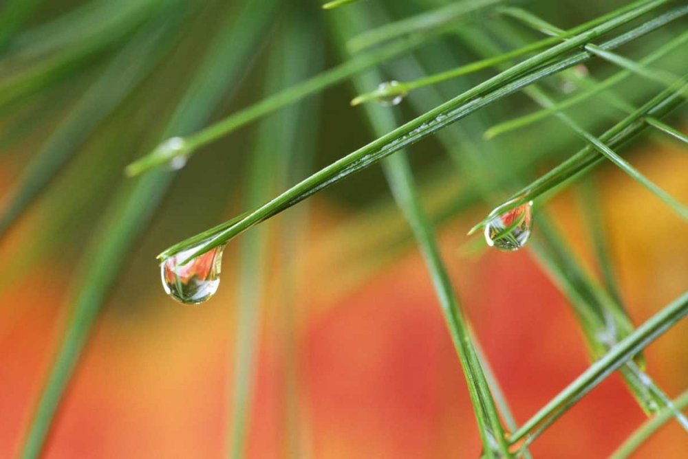 Northeast, Pine tree needles with waterdrop art print by Nancy Rotenberg for $57.95 CAD