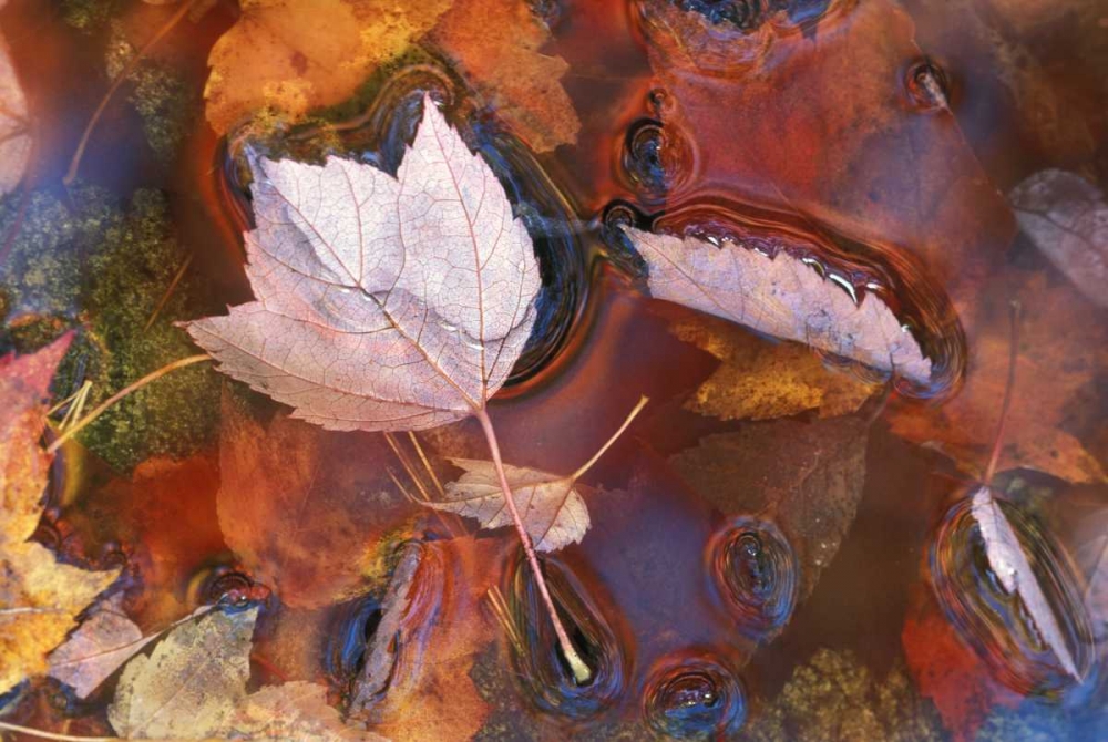 Northeast, Fall leaves in puddle with reflections art print by Nancy Rotenberg for $57.95 CAD