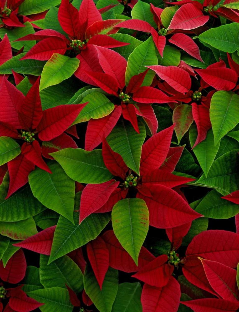 USA, Red poinsettia flowers with green leaves art print by Steve Terrill for $57.95 CAD