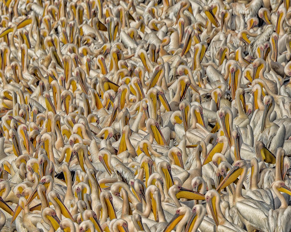 Crowded art print by Keren Or for $57.95 CAD