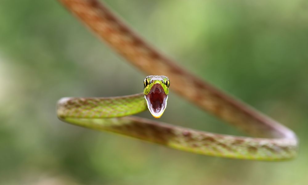 Green Parrot Snake - Costa Rica art print by Jim Cumming for $57.95 CAD