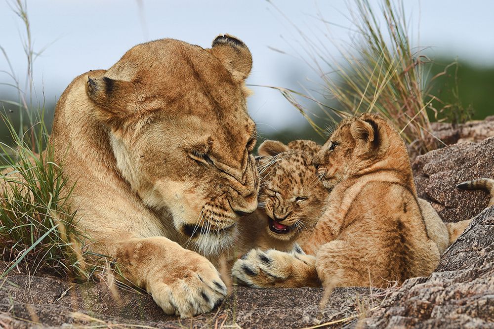 Nostalgia lioness with cubs art print by Aziz Albagshi for $57.95 CAD