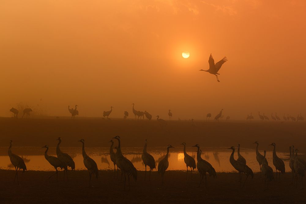 Cranes at sunrise art print by Keren Or for $57.95 CAD