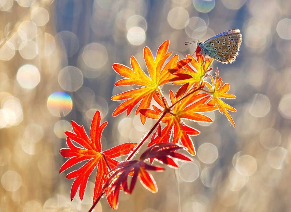 September Moments art print by Vajda Beci for $57.95 CAD