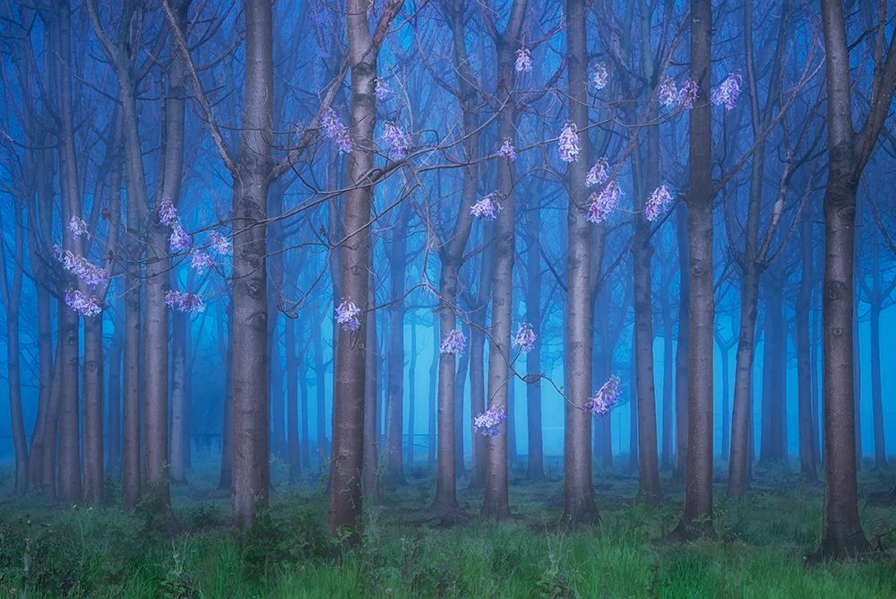 Fairyland art print by Jingshu Zhu for $57.95 CAD