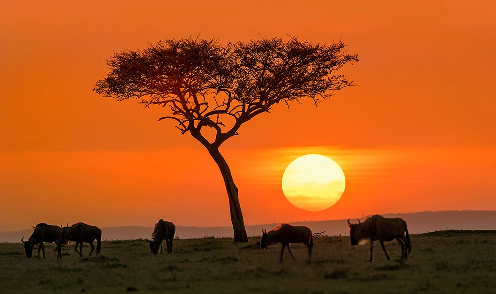 Safari sunset art print by Hua Zhu for $57.95 CAD