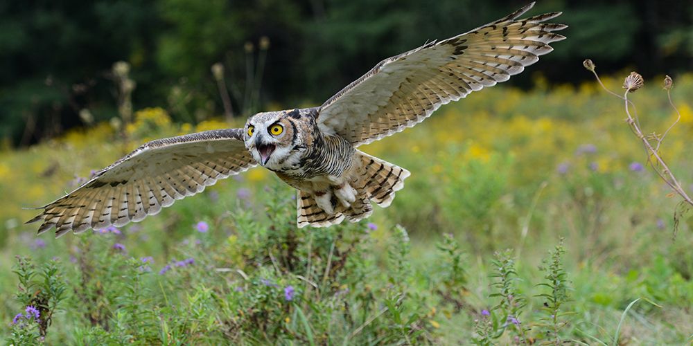 Spread Your Wings and Fly art print by Darlene Hewson for $57.95 CAD