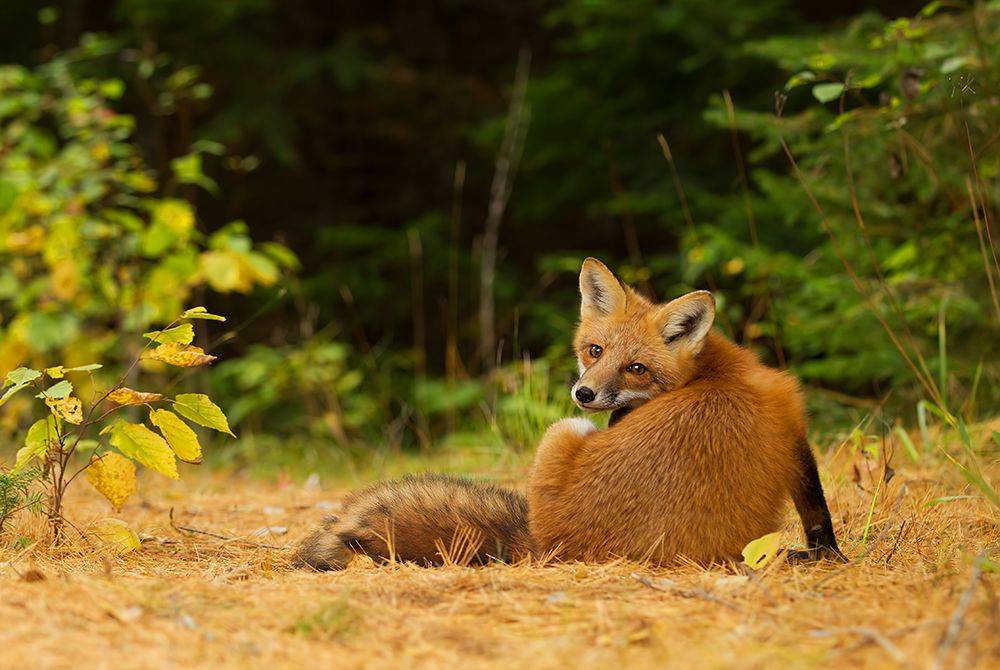 Redfox, Algonquin Park art print by Jim Cumming for $57.95 CAD
