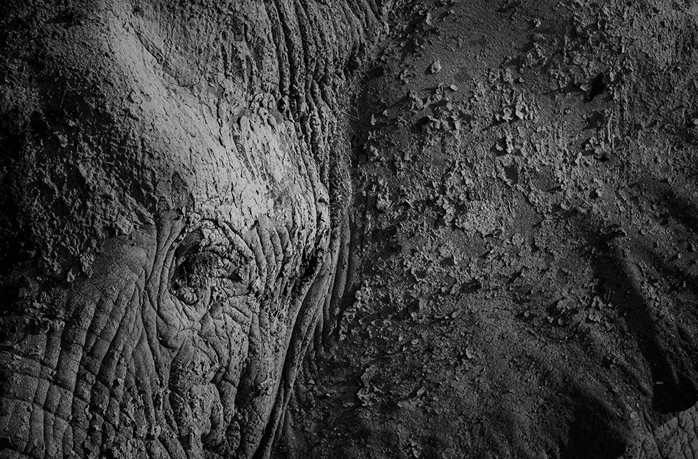 natural texture art print by Ibrahim Canakci for $57.95 CAD
