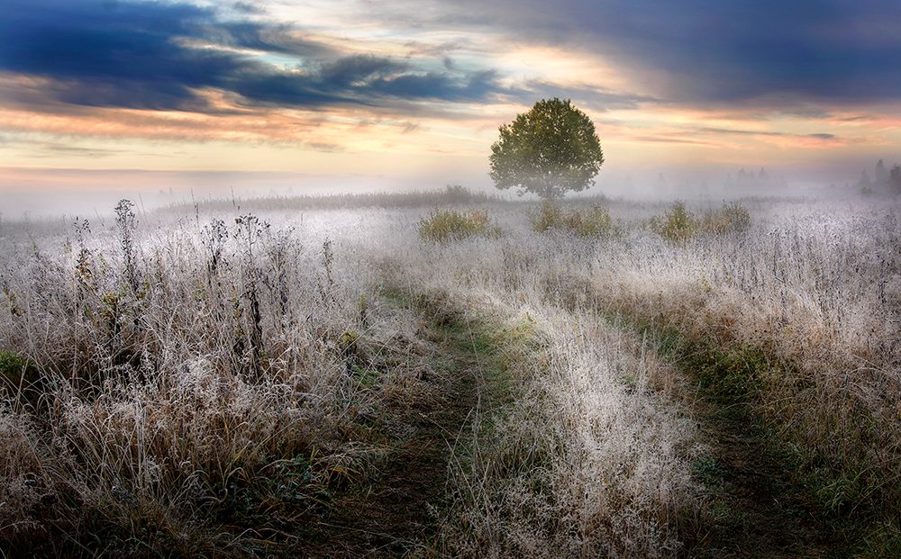 Frosty Morning art print by Kirill Volkov for $57.95 CAD