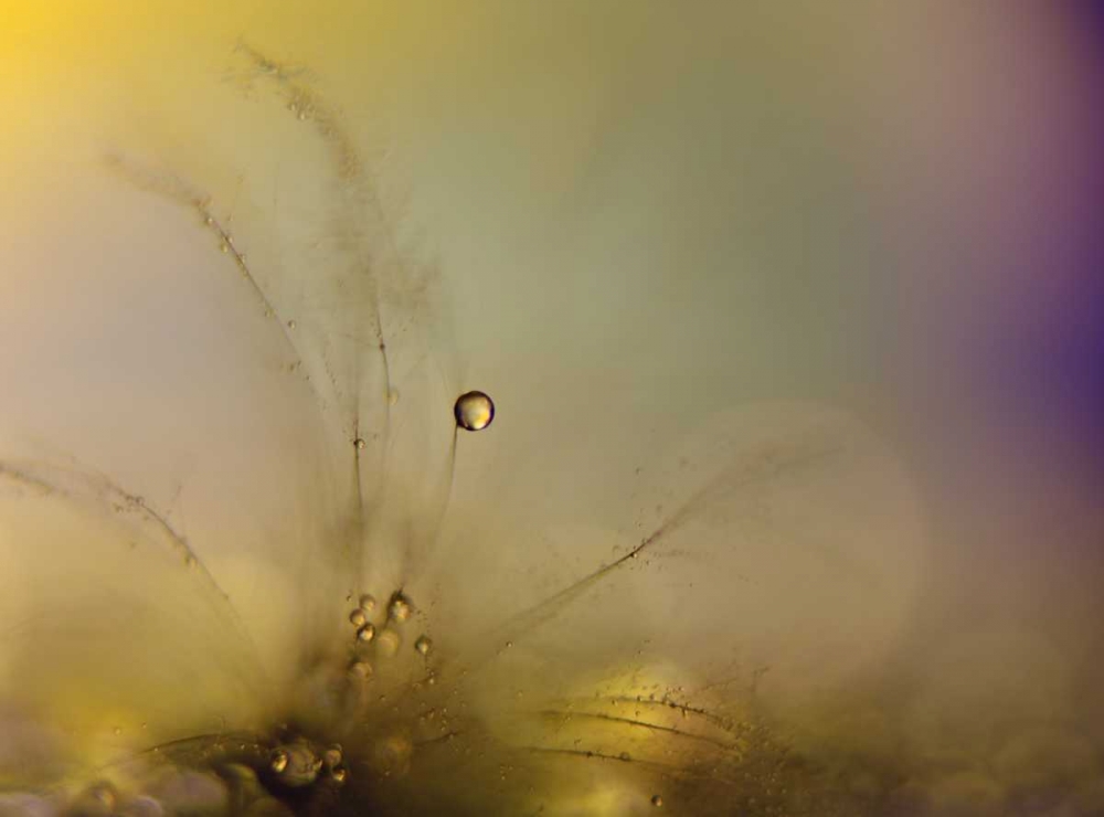 Feeling Of A New Day art print by Heidi Westum for $57.95 CAD