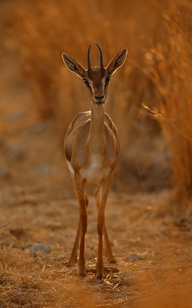 Gazella Portrait art print by Assaf Gavra for $57.95 CAD