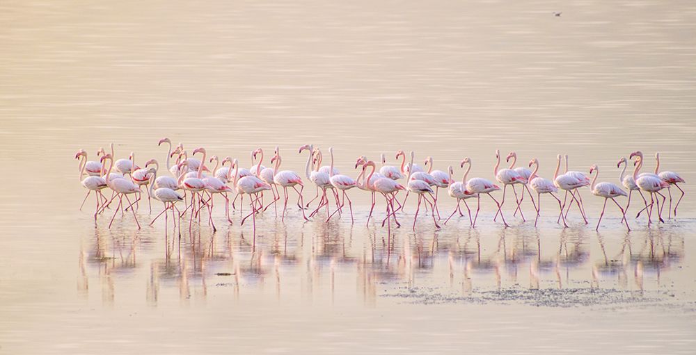 Marching pinks art print by Ahmed Thabet for $57.95 CAD