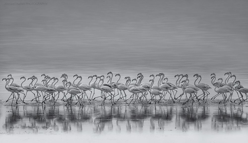 Comrades art print by Ahmed Thabet for $57.95 CAD