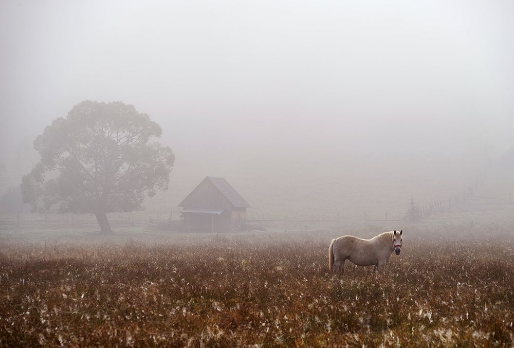 Morning Fog art print by Sorin Tanase for $57.95 CAD