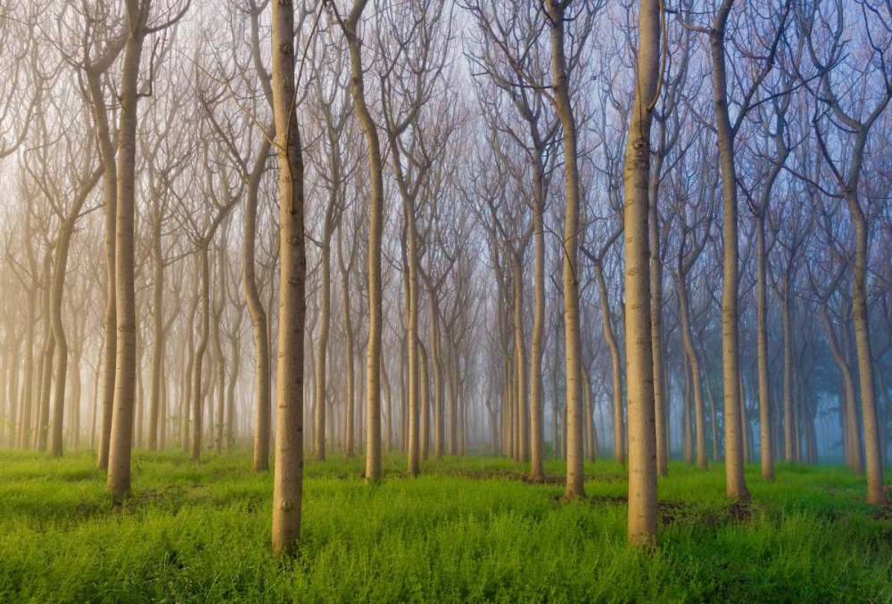 Morning Of The Forest art print by Andy Chan for $57.95 CAD