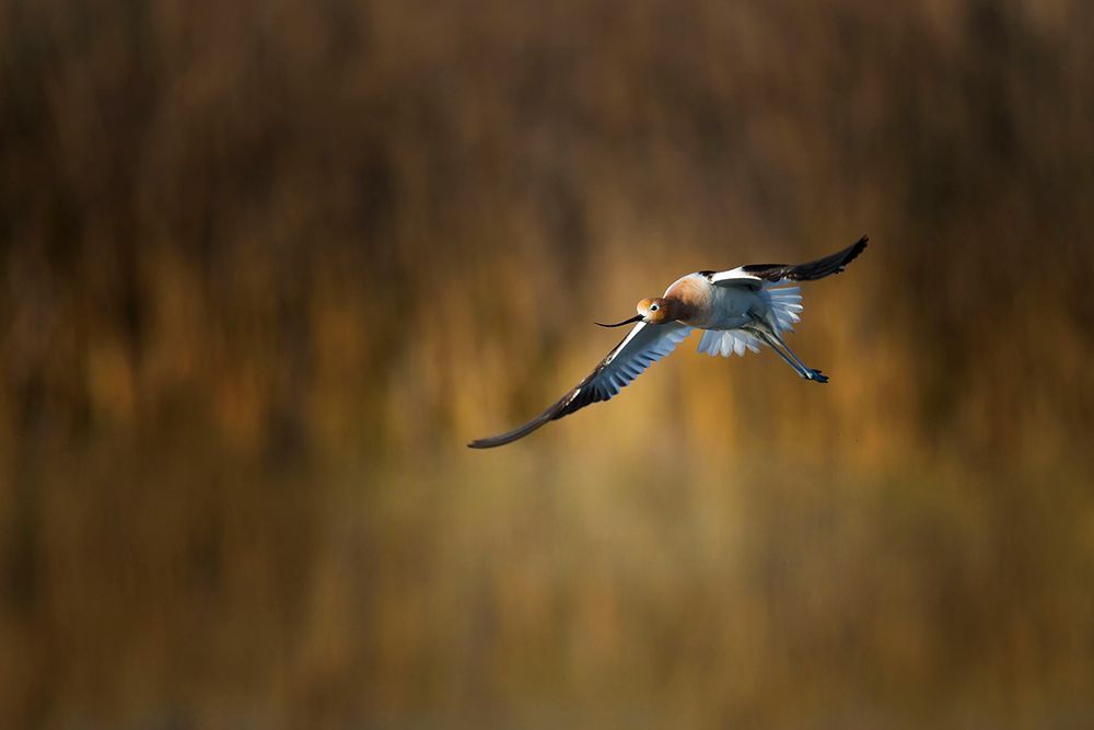 American Avocet art print by Phillip Chang for $57.95 CAD