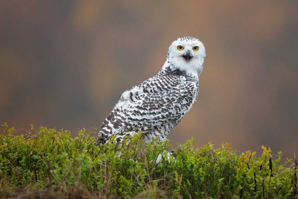 Snowy Owl art print by Milan Zygmunt for $57.95 CAD