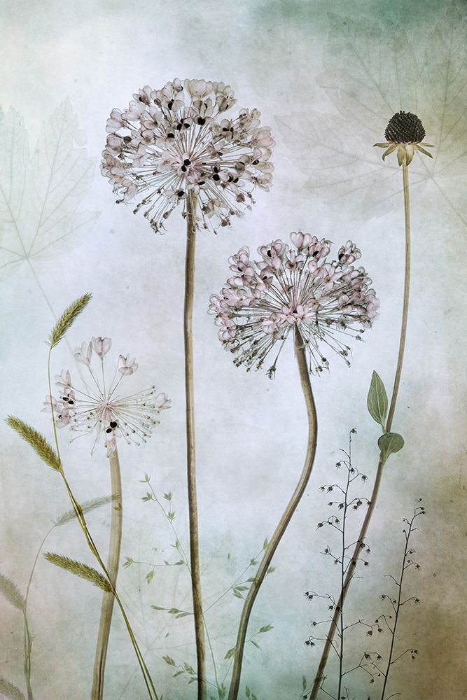 Allium art print by Mandy Disher for $57.95 CAD