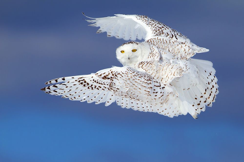 Flight Of The Snowy - Snowy Owl art print by Jim Cumming for $57.95 CAD