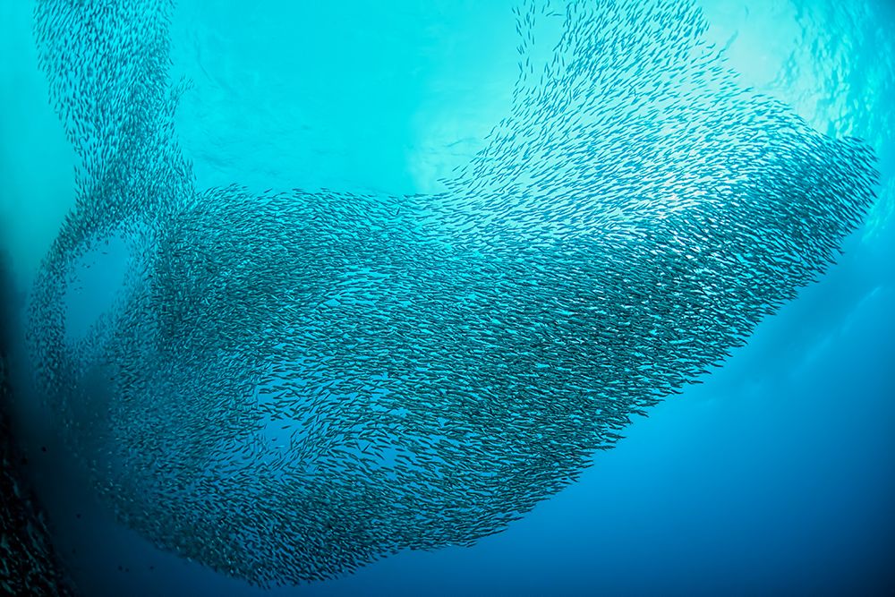 School of Sardines at Moalboal art print by Henry Jager for $57.95 CAD