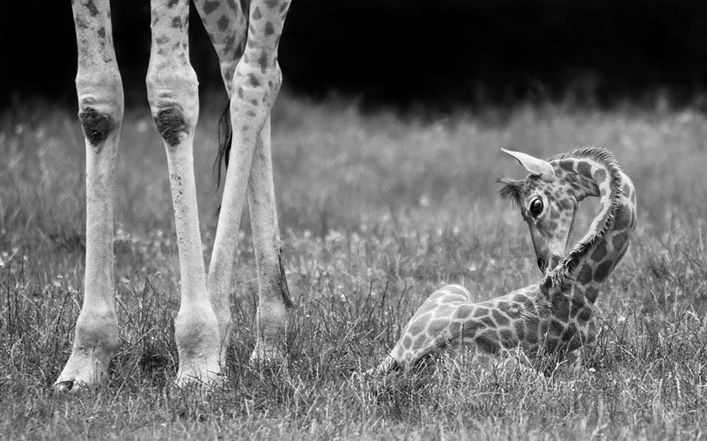 Well protected II art print by Andreas Feldtkeller for $57.95 CAD