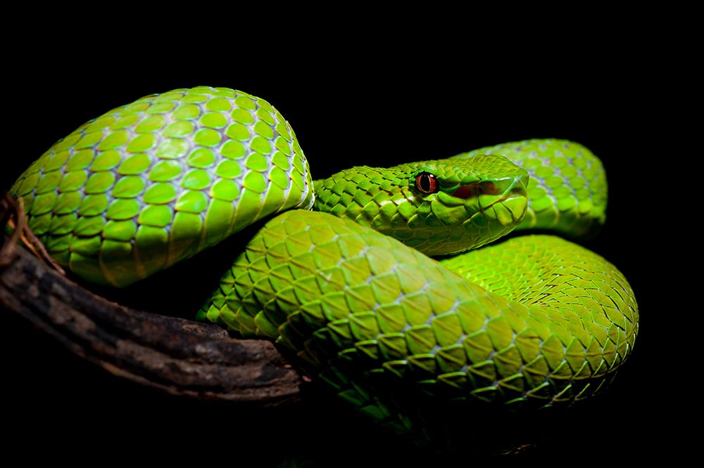 Trimeresurus popeiorum - Popes Pit Viper art print by Thor Hakonsen for $57.95 CAD