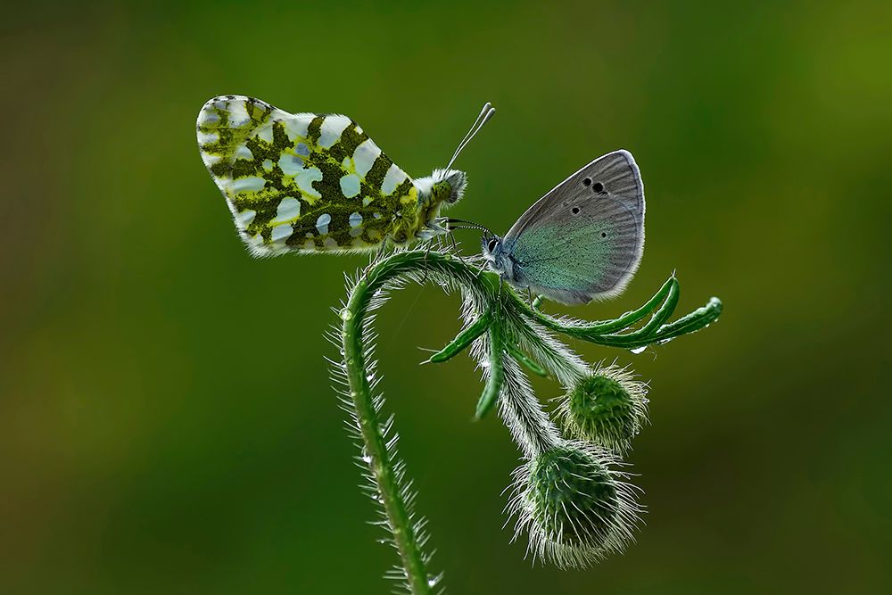 Face to Face art print by Savas Sener for $57.95 CAD