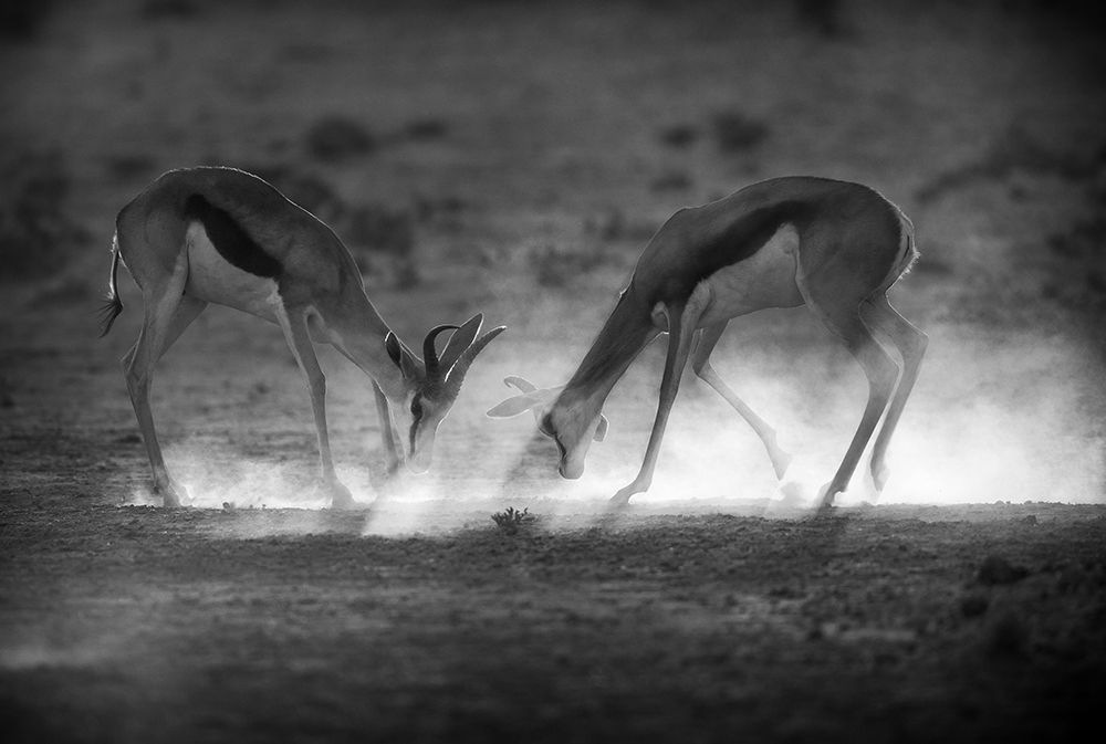Battle in Black and White art print by Jaco Marx for $57.95 CAD