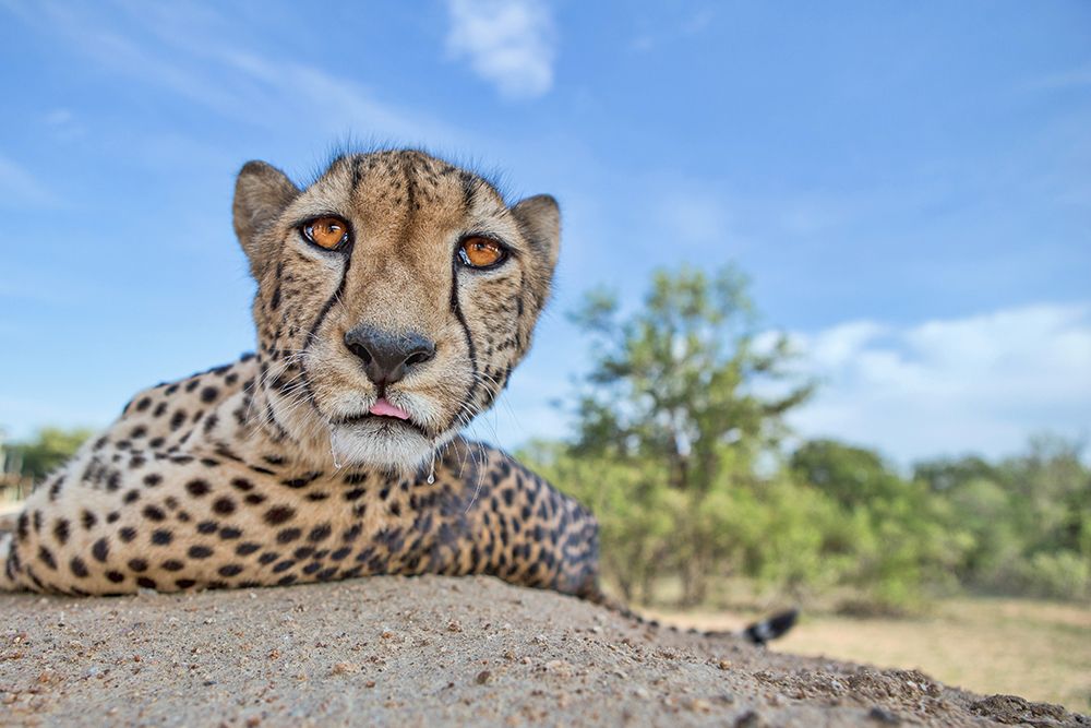 Hungry Cheetah art print by Alessandro Catta for $57.95 CAD