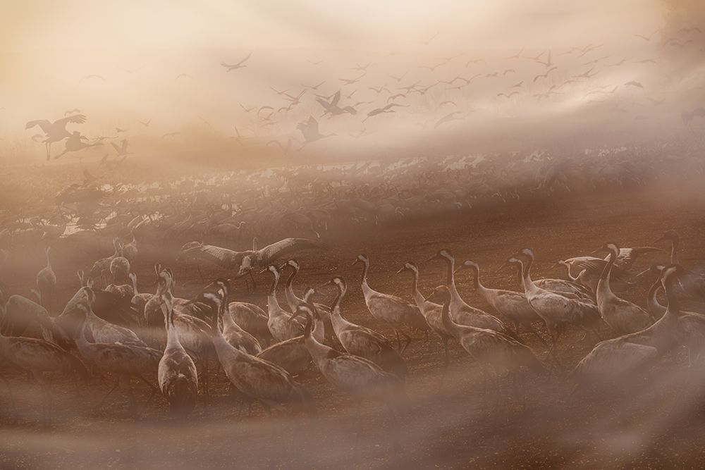 First gray streaks of dawn art print by Keren Or for $57.95 CAD