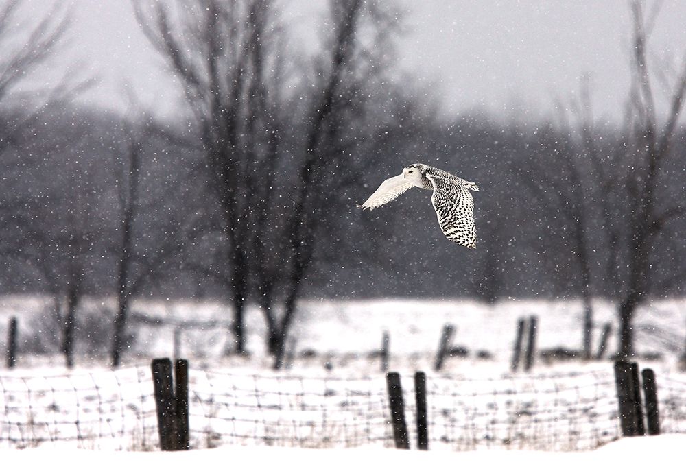 Snowy Owl flying through the snow art print by Jim Cumming for $57.95 CAD