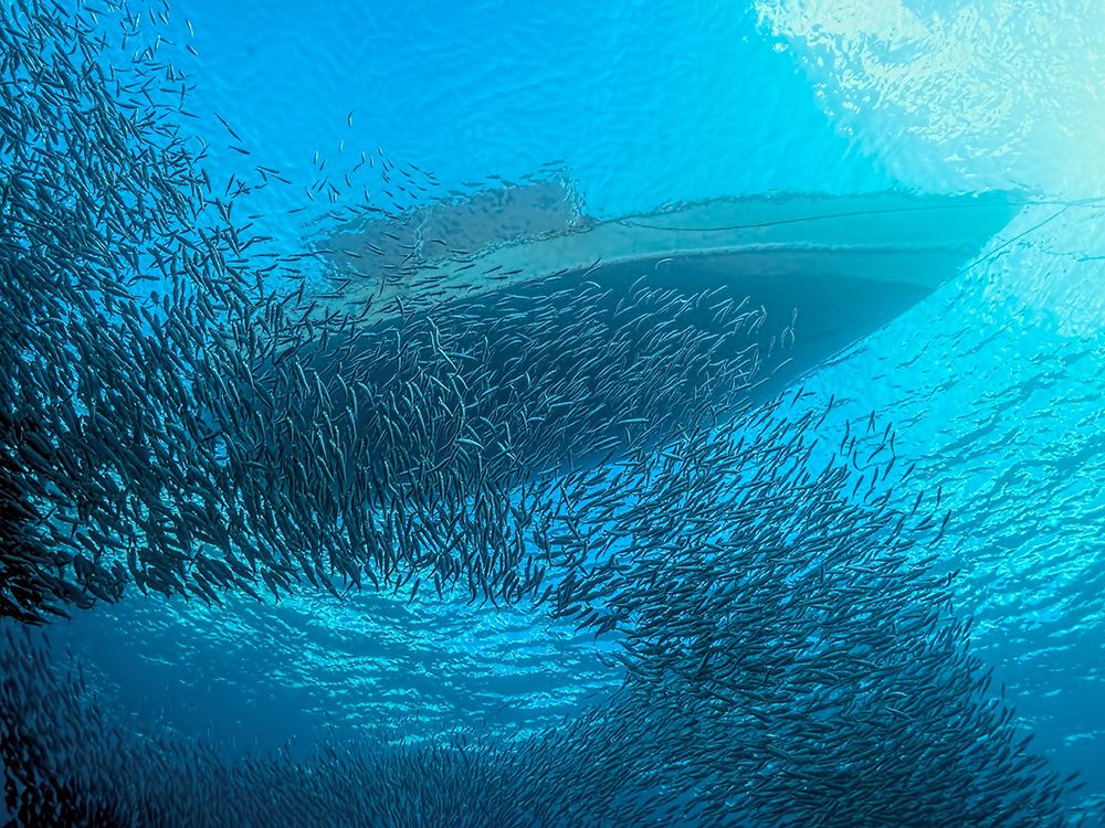 Sardines under the Boat art print by Henry Jager for $57.95 CAD