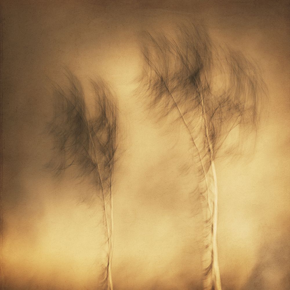 Wind art print by Gustav Davidsson for $57.95 CAD