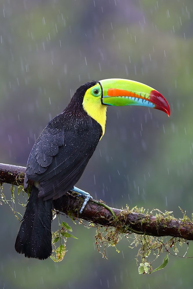 Keel-Billed Toucan - Costa Rica art print by Jim Cumming for $57.95 CAD