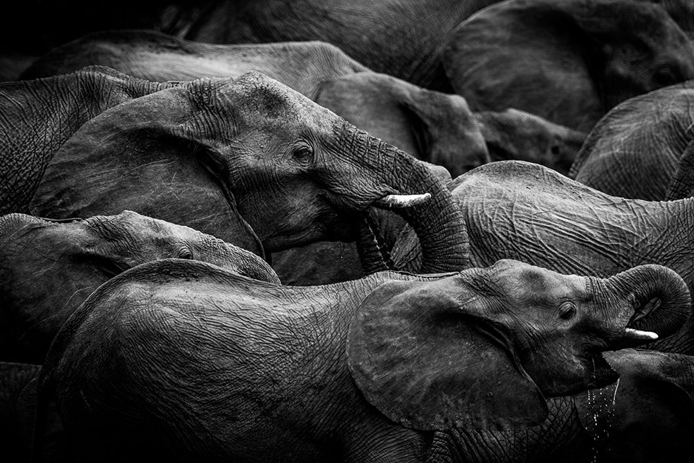 Elephant Herd art print by Denise Eriksson for $57.95 CAD