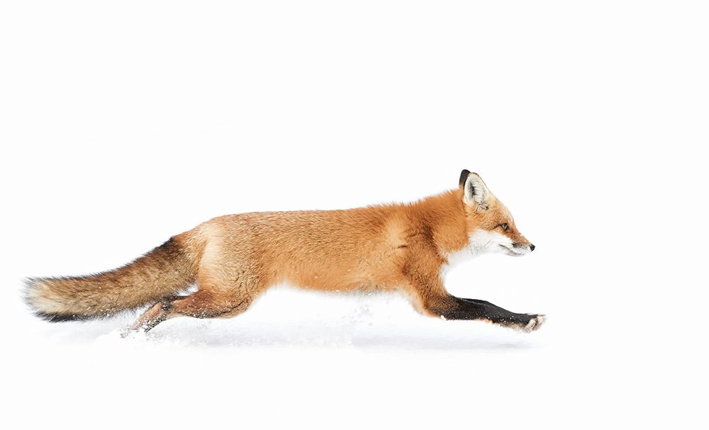 Red Fox On The Run - Algonquin Park art print by Jim Cumming for $57.95 CAD