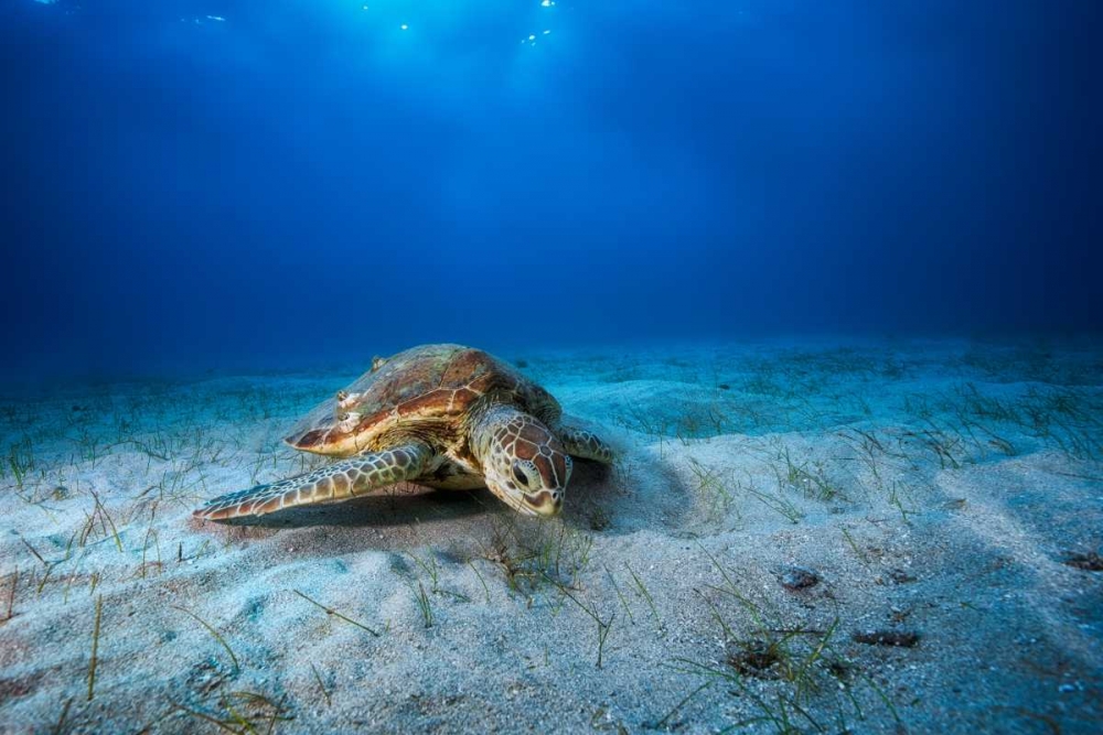 Green Turtle In The Blue art print by Barathieu Gabriel for $57.95 CAD