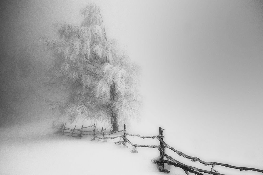 Caught art print by tamas_vali for $57.95 CAD