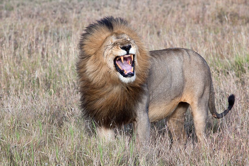 Lion art print by Alessandro Catta for $57.95 CAD